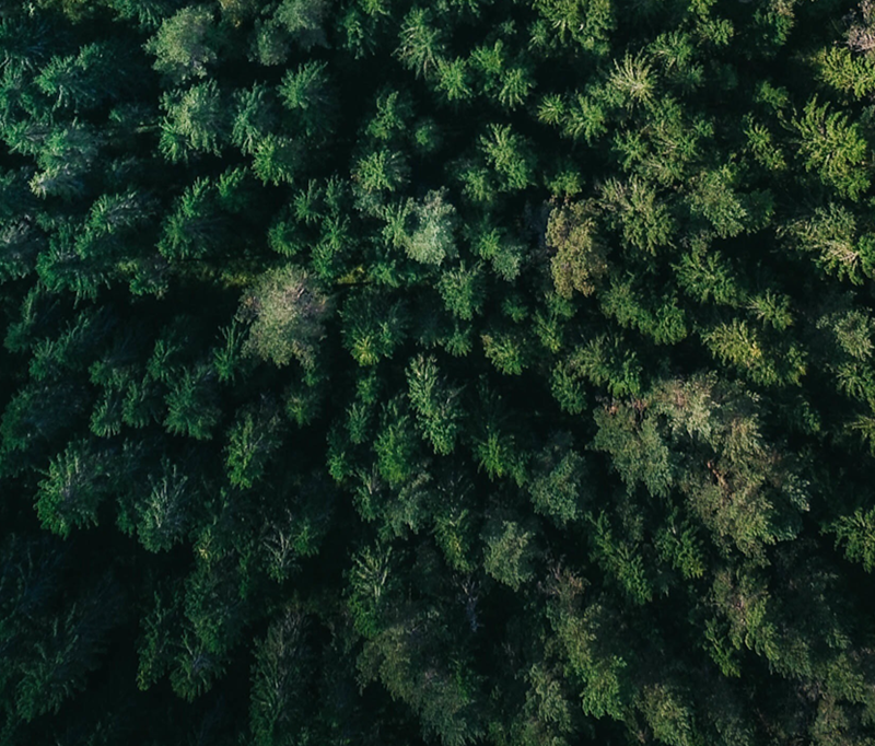 THE FOREST PLAN